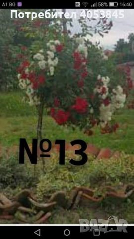 дърво роза щамбова роза цена 25 лв , снимка 5 - Градински цветя и растения - 45110849