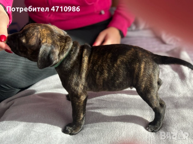 стафордширски бултериер, снимка 3 - Ветеринари и услуги - 53125218