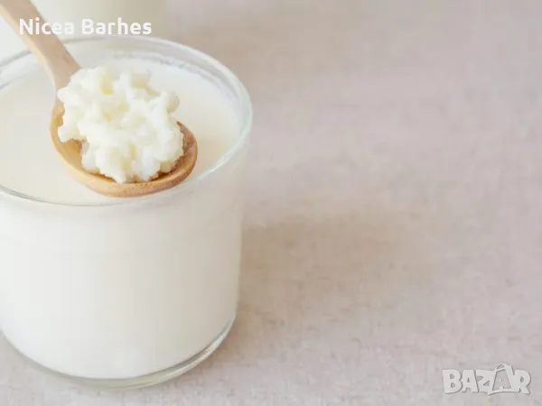 Жива кефирена гъба, снимка 1