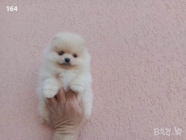 Померани. Реални снимки! , снимка 6 - Померан - 54122878