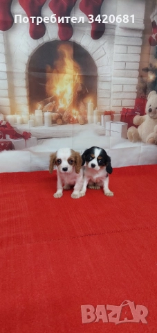 Кавалер кинг чарлз шпаньол 