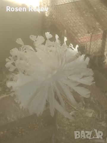 Свободни гълъби 100 бр.Пощи Ардезио гълъби на въртене , снимка 13 - Гълъби - 52429670