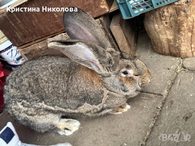 Женска Зайка Белгийски Великан 