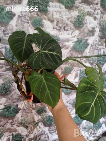 Филодендрон Зебра