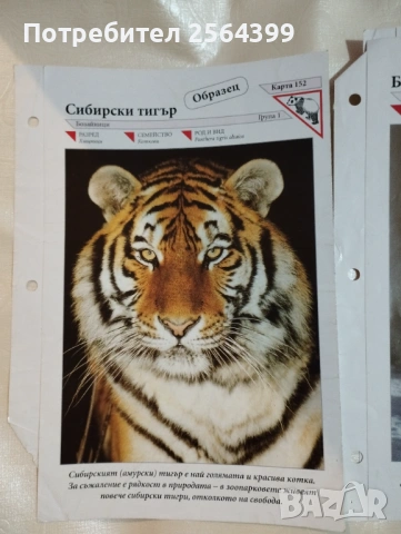 Карти за "Чудният свят на животните", снимка 2 - Енциклопедии, справочници - 53728800
