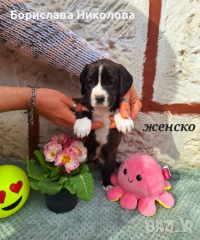 Малки кокерчета , снимка 5 - Други - 53781011