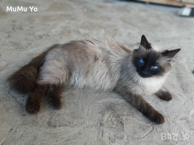 Котето Регдол / Ragdoll , снимка 7 - Други - 46641017