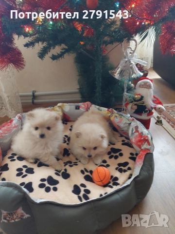 померан померанче 