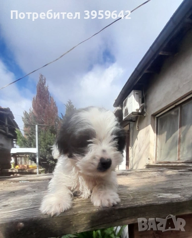 Малки болонки си търсят семейство, снимка 6 - Болонка - 54154849