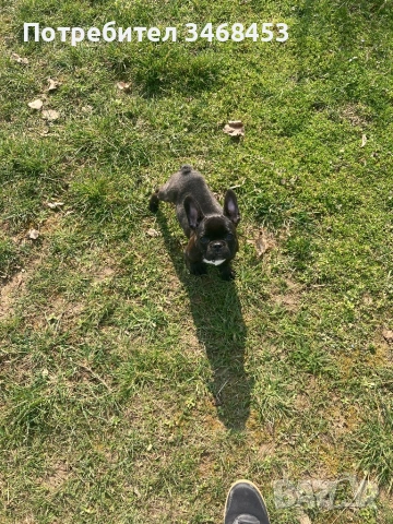 Френски булдог мъжко