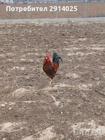 Петли, снимка 4 - Кокошки и пуйки - 53868969