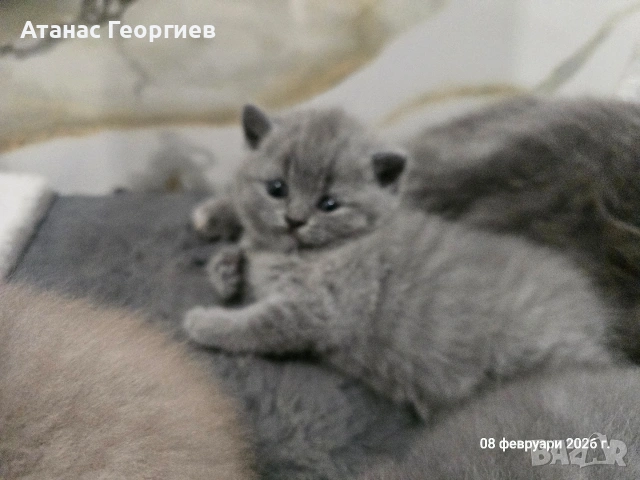Британски късокосмести чистокръвни котенца. , снимка 10 - Британска късокосместа - 53451104