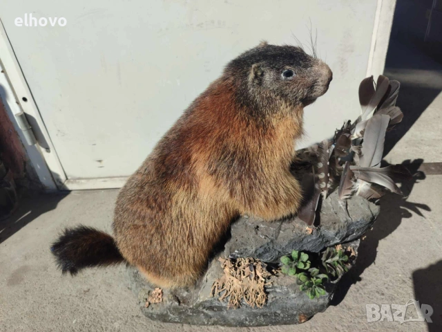 Препариран бобър, снимка 2 - Антикварни и старинни предмети - 53781819