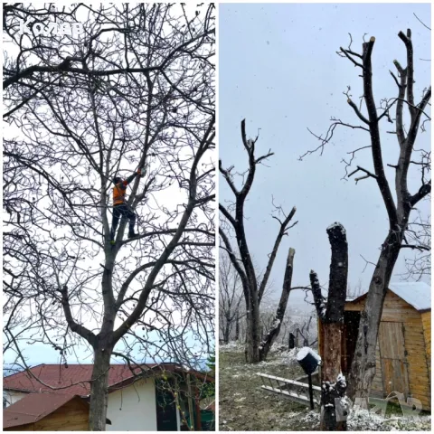 Рязане  и кастрене на рискови дървета Пловдив, снимка 7 - Други услуги - 38903149