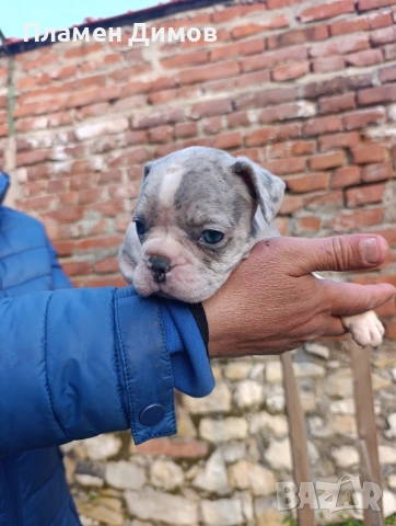 френски булдог синьо синьо мама синя тати синьо мерле , снимка 18 - Френски булдог - 53878507