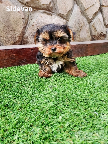 Йоркширски териер , снимка 3 - Йоркширски териер - 53695539