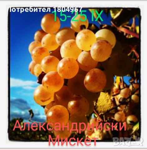 Лозов посадъчен материал , снимка 7 - Разсади - 52487852