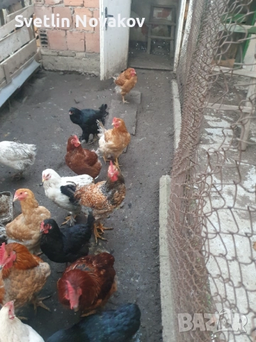 Млади кокошки и петли 20лв, снимка 1