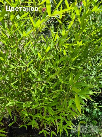 Студоустойчив бамбук Phyllostachys 'Spectabilis', снимка 2 - Градински цветя и растения - 51016748