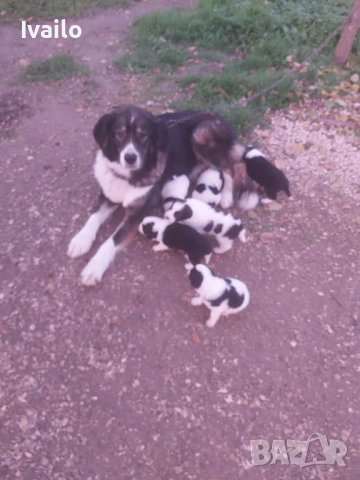 Каракачански кучанца, снимка 5 - Каракачанска овчарка - 52845236