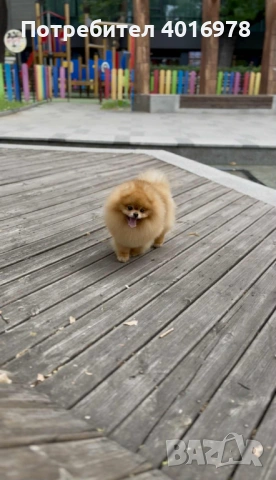 Померан за разплод , снимка 3 - Померан - 45892186