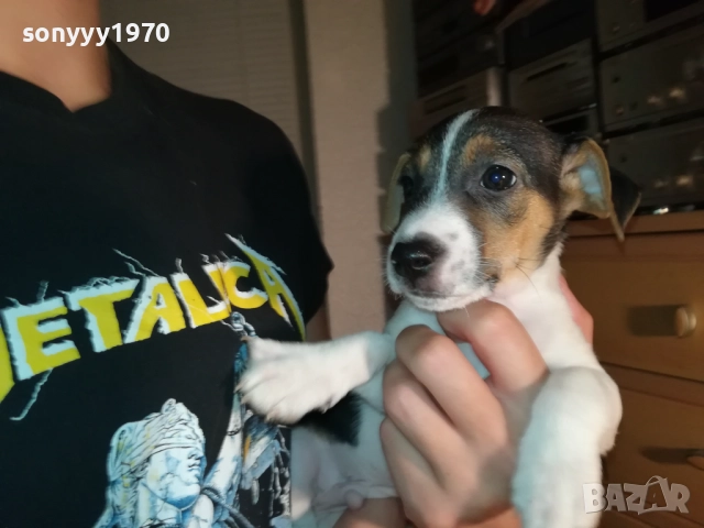 ДЖАК РЪСЕЛ С ПАСПОРТ И ВАКСИНА-МОМЧЕ В ТРИ ЦВЯТА 1110252034, снимка 8 - Джак ръсел териер - 52021651
