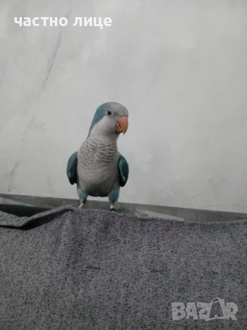 папагал монах, снимка 5 - Папагали - 53958481