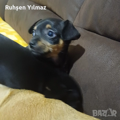 Продавам 2 пинчера на 40 дена 3 женски 1 мъжко , снимка 7 - Пинчер - 53099622