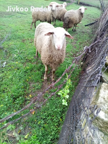 Продава  се коч