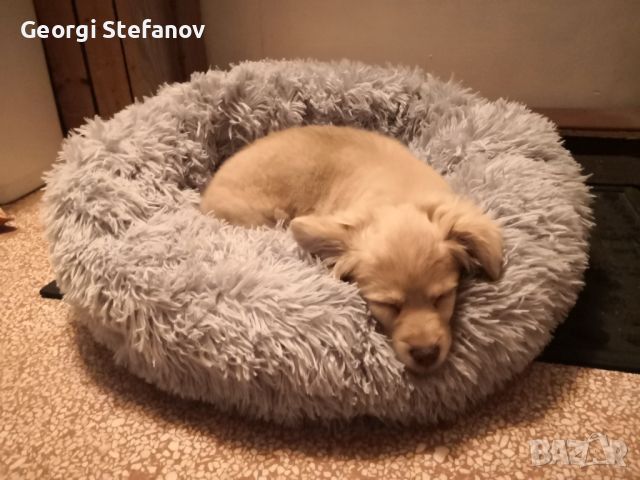 Ново пухкаво кръгло легло за куче / котка, снимка 1 - За кучета - 46100451