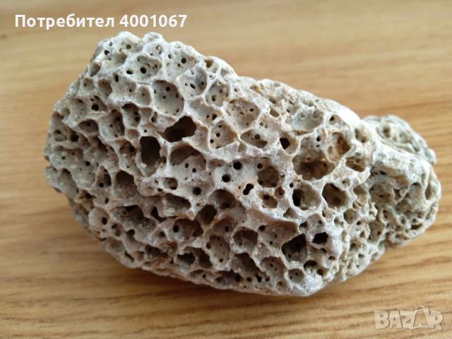 Камък от Големия Бариерен риф в Австралия, снимка 1 - Декорация за дома - 46147228