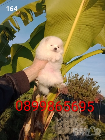 Померани. Момчета и момичета. Реални снимки!, снимка 9 - Померан - 52719520