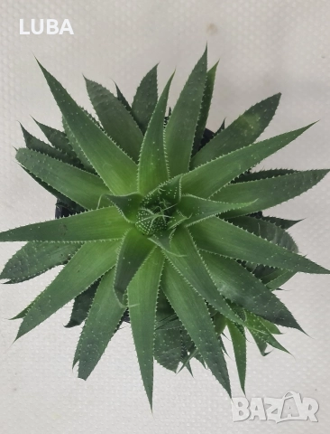 алое Аристата, снимка 7 - Стайни растения - 43375734