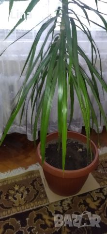 Палма , снимка 9 - Стайни растения - 46008115