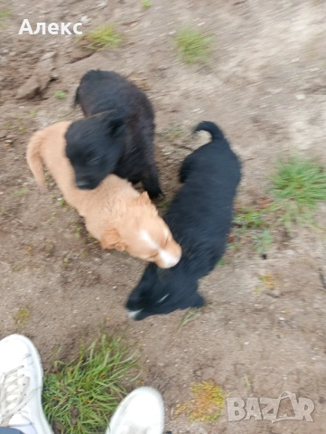 Подарявам кученца!