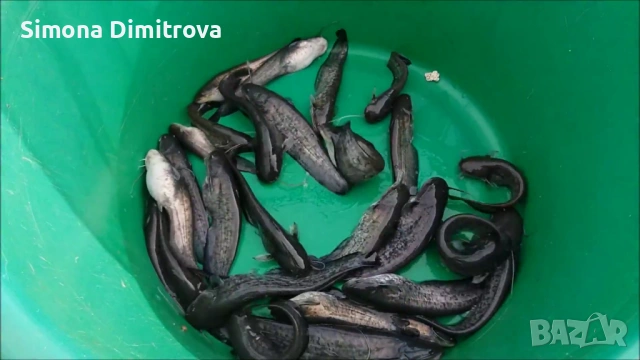 Европейски Сом - заробителен материал , снимка 3 - Стръв и захранки - 53833334