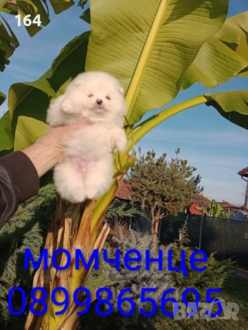 Померани. Момчета и момичета. Реални снимки!