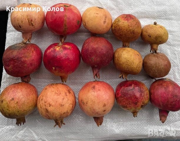 Нарове – селекция от много сортове с различни характеристики ,растения, дръвчета, снимка 9 - Градински цветя и растения - 52516852