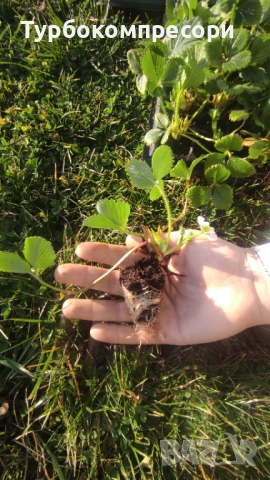 Предлагам разсад целогодишни ягоди сорт Албион , снимка 2 - Разсади - 53737534