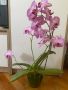Орхидея Фаленопсис, снимка 1 - Стайни растения - 45283867