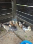 Селски кокошки и петлета , снимка 7