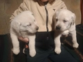 Лабрадорчета, снимка 4