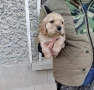 Кокер Шпаньол , снимка 4