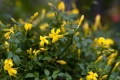 🌿💛🌱 Храстовиден жасмин (Jasminum fruticans), снимка 5
