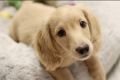 Предлагам кученце сладко кученце дакел, снимка 1 - Дакели - 45817404