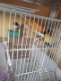 Канарчета , снимка 3