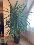 Палма Юкка, снимка 1 - Стайни растения - 45172589