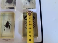 Страхотна Колекция Хербарий От Буболечки,Насекоми №2, снимка 7