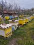 Пчелни семейства , снимка 1 - Други животни - 45148966