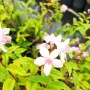 Дойция, Deutzia hybrida 'Mont Rose', снимка 8